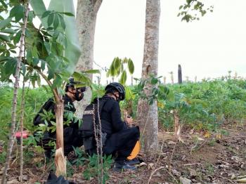 KAGET, Warga Temukan Granat Aktif Saat Sedang Panen Singkong di Kebun
